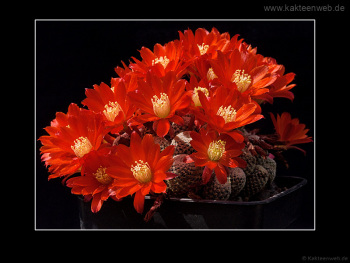Rebutia heliosa var. condorensis