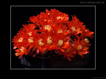 Rebutia heliosa var. condorensis