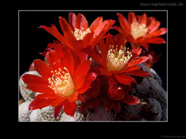 Rebutia heliosa var. condorensis