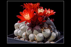 Rebutia heliosa var. condorensis