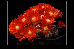 Rebutia heliosa var. condorensis