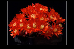 Rebutia heliosa var. condorensis