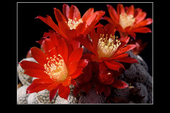 Rebutia heliosa var. condorensis
