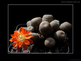 Rebutia heliosa