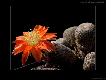 Rebutia heliosa Rebutia heliosa