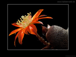 Rebutia heliosa