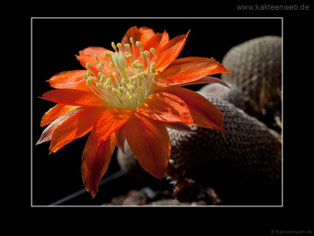 Rebutia heliosa Rebutia heliosa