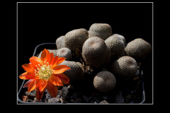 Rebutia heliosa