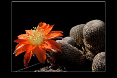 Rebutia heliosa