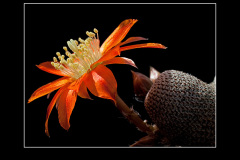 Rebutia heliosa