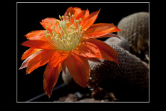 Rebutia heliosa