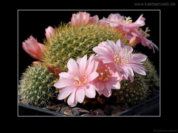 Rebutia kariusiana
