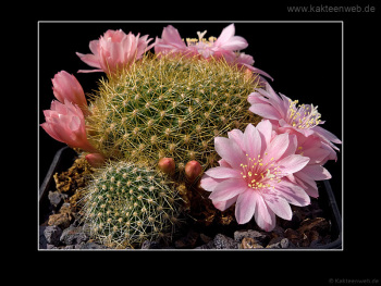 Rebutia kariusiana