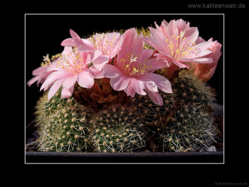 Rebutia kariusiana