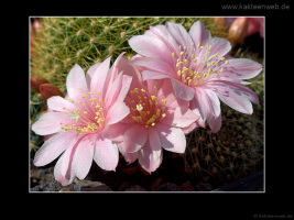 Rebutia kariusiana