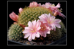 Rebutia kariusiana