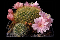 Rebutia kariusiana