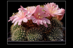 Rebutia kariusiana