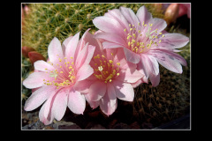 Rebutia kariusiana