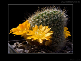 Rebutia marsoneri