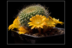 Rebutia marsoneri