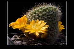 Rebutia marsoneri