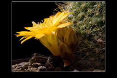 Rebutia marsoneri