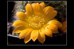 Rebutia marsoneri