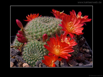 Rebutia minuscula