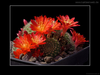 Rebutia minuscula