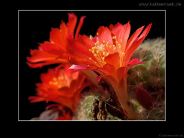 Rebutia minuscula