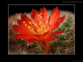Rebutia minuscula