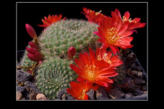 Rebutia minuscula