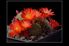 Rebutia minuscula