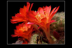 Rebutia minuscula