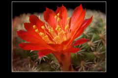 Rebutia minuscula