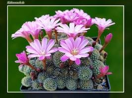 Rebutia perplexa