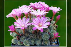 Rebutia perplexa