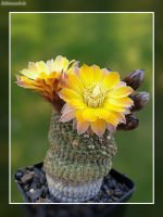 Reicheocactus pseudoreicheanus