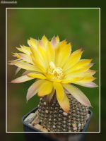 Reicheocactus pseudoreicheanus