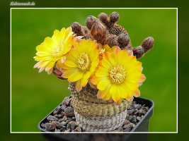 Reicheocactus pseudoreicheanus