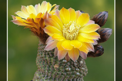 Reicheocactus pseudoreicheanus