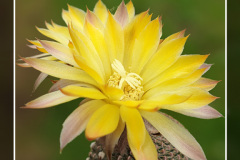 Reicheocactus pseudoreicheanus
