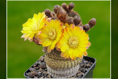 Reicheocactus pseudoreicheanus