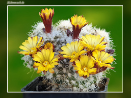 Rimacactus laui