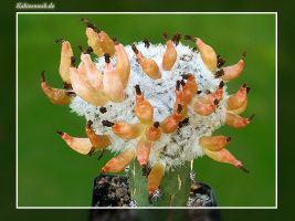 Rimacactus laui