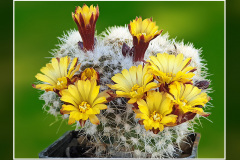 Rimacactus laui