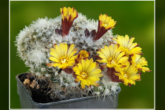 Rimacactus laui