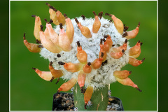 Rimacactus laui