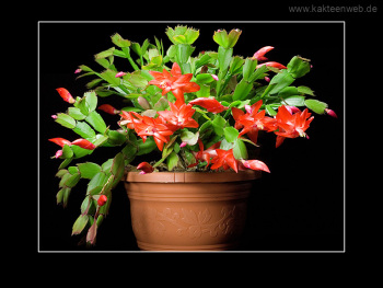 Schlumbergera Hybride "Beach Dancer"